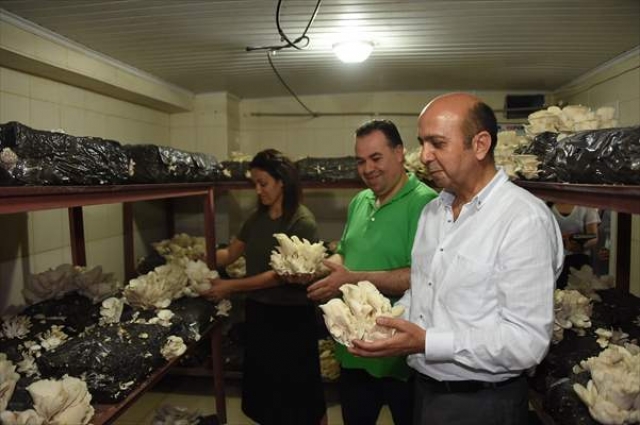Mersin'de istiridye mantar hasadı yapıldı