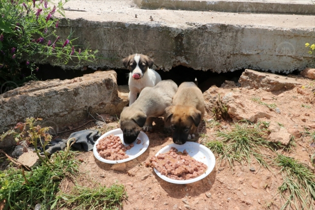  Mersin'de sokak hayvanları için 500 kilogram mama toplandı
