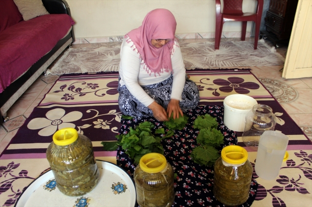 Meyvesi kadar yaprağı da gelir kapısı