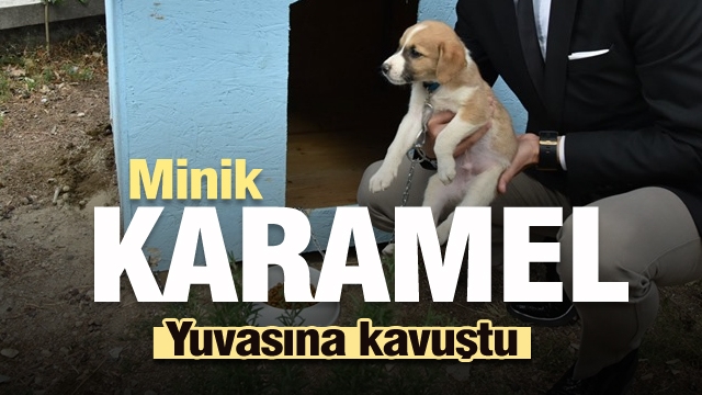 Minik Karamel yeni yuvasına kavuştu