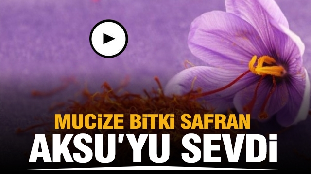 Mucize Bitki Safran Isparta Aksu'yu Sevdi