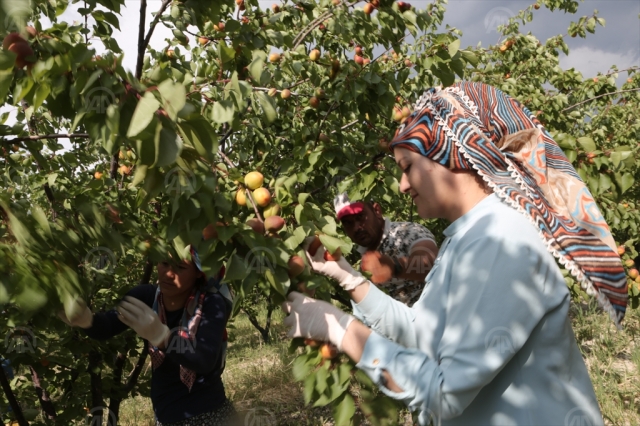 Mut'ta hasat günü etkinliği
