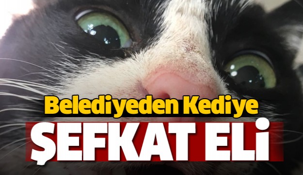 O Belediyeden kediye şefkat eli  