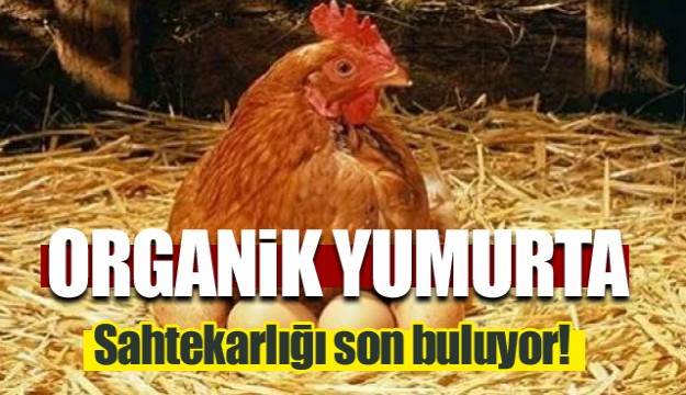 Organik yumurta sahtekarlığı son buluyor!