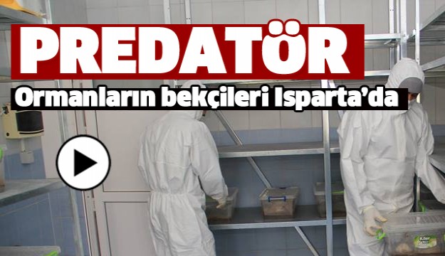 ORMANLARIN BEKÇİSİ PREDATÖR ISPARTA'DA 