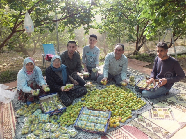 örtü altında kayısı hasadı başladı