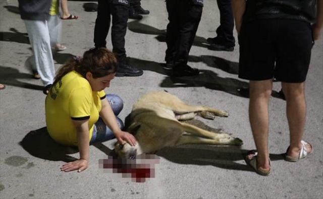 ​Otomobil çarpan sokak köpeğinin başında dakikalarca gözyaşı döktü