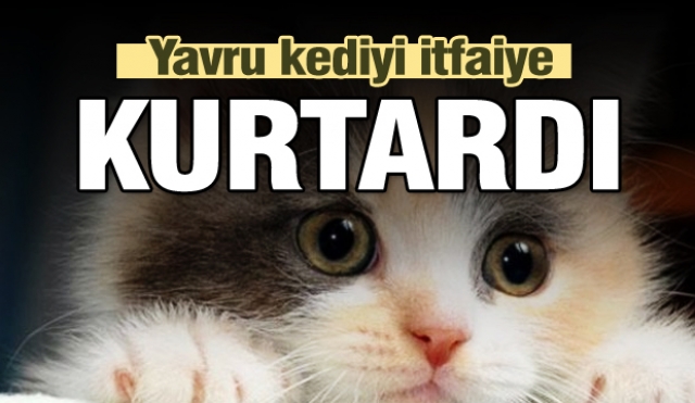 Otomobilde sıkışan kedi yavrusunu itfaiye kurtardı