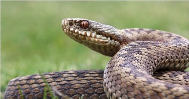 Oyuncakların arasında görülen yılan yakalandı