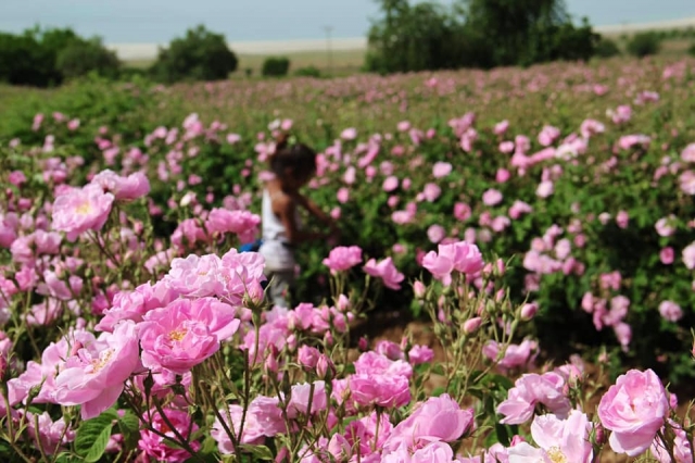 ​Rosa Damascena gülü, Türkiye’de sadece Isparta’da yetişir