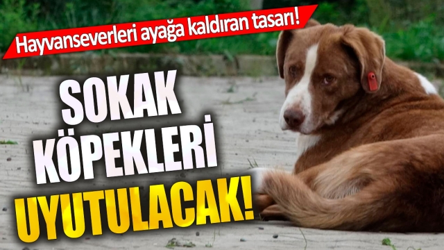 Sahipsiz Köpekler Uyutulacak! Tasarı Meclis'e Geldi, Hayvanseverler Ayakta