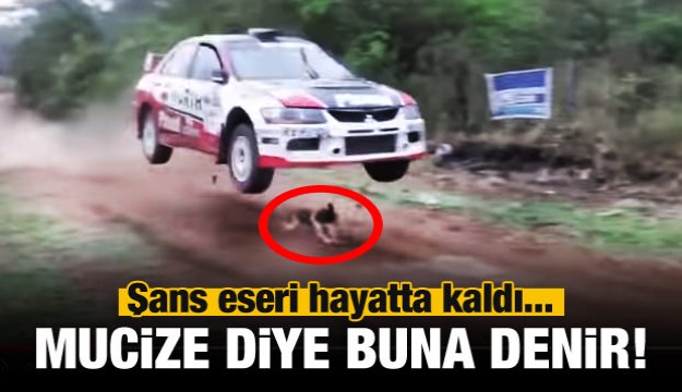 ​Şans eseri hayatta kalan köpek!