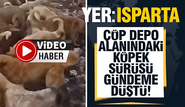  Şarkikaraağaç Çöp Depo Alanında Açlıkla Boğuşan Köpek Sürüsü Görüntüleri Sosyal Medyayı Sarstı
