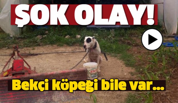 SERANIN BAŞINA BEKÇİ KÖPEK KOYMUŞLAR!