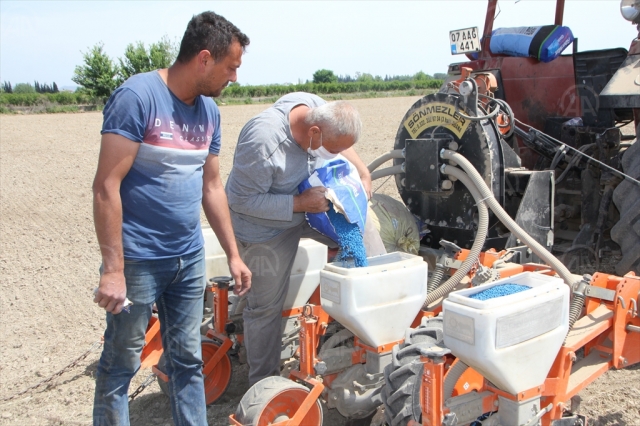 Serik'te pamuk tohumları toprakla buluşturuldu