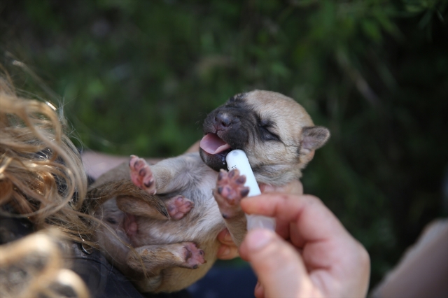 Silahla telef edilen köpeğin 7 yavrusuna sahip çıkıp biberonla besliyor