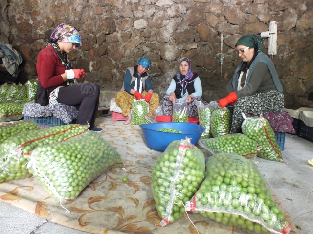 Silifke eriğinin kilogramı bahçede 8-14 liradan satılıyor