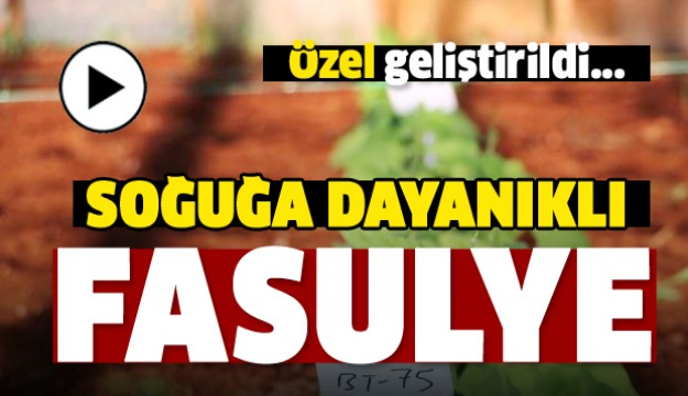 Soğuğa dayanıklı fasulye geliştirildi, sırada biber ve domates var