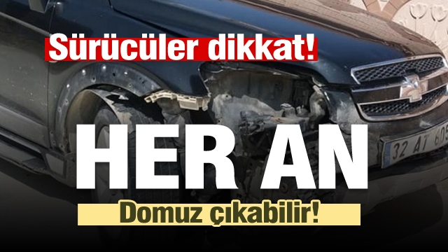 Sürücüler dikkat! Isparta'da bu yolda domuz çıkabilir!