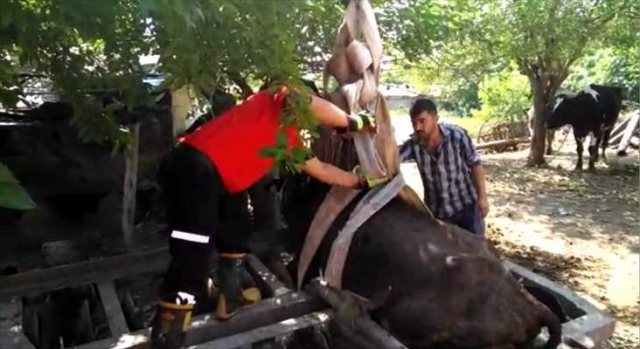 Tarım aletine sıkışan inek kurtarıldı