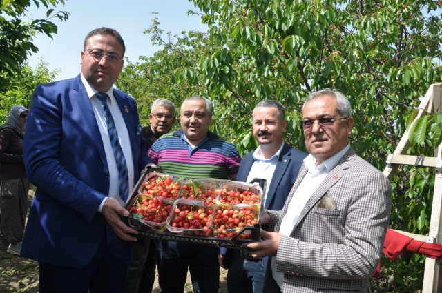 Tarsus'ta açık alanda kiraz hasadı yapıldı