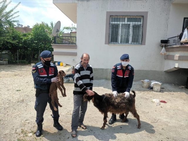 Tarsus'ta küçükbaş hayvan hırsızlığı iddiasıyla 2 kişi gözaltına alındı