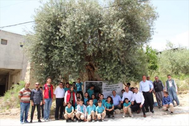 Tarsus'ta tarihi zeytin ağacını tescilleme çalışması