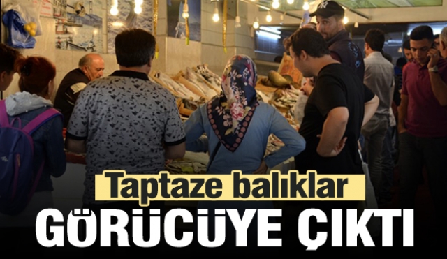 Taze Balıklar Gözde Balık Tezgahlarında