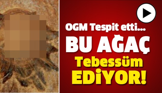 TEBESSÜM EDEN ODUN TESPİT EDİLDİ