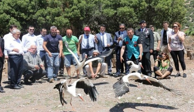 Tedavisi tamamlanan leylek, baykuş ve çakal doğaya salındı