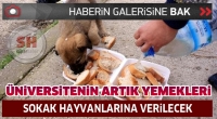 Isparta'da &Uuml;niversitenin Artık Yemekleri Sokak Hayvanlarına