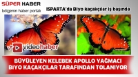 Isparta'nın g&ouml;z kamaştıran kelebeği Apollo tehlike altında
