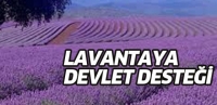 ISPARTA LAVANTASINA DEVLET DESTEĞİ