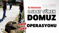 Isparta'da 1 saat s&uuml;ren domuz operasyonu