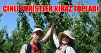 &Ccedil;İNLİ TURİSTLER KİRAZ TOPLADI