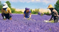 Keçiborlu, lavanta ile kalkınacak