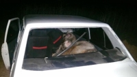 Isparta'da Otomobille Dana &Ccedil;almaya &Ccedil;alıştılar T&uuml;m Ayrıntılar