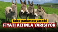 Eşek S&uuml;t&uuml; Talebi Arttı! &Ouml;yle Faydaları Var Ki...