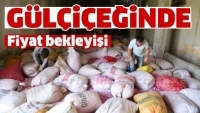  G&Uuml;L &Ccedil;İ&Ccedil;EĞİNDE FİYAT BEKLEYİŞİ S&Uuml;R&Uuml;YOR
