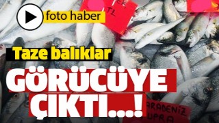 ISPARTA'DA TAZE BALIKLAR G&Ouml;R&Uuml;C&Uuml;YE &Ccedil;IKTI!