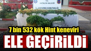 Antalya&rsquo;da 7 bin 532 k&ouml;k Hint keneviri ele ge&ccedil;irildi 