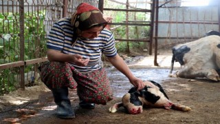 Antalya&rsquo;da &ccedil;ift başlı doğan buzağı g&ouml;renleri hayrete d&uuml;ş&uuml;rd&uuml;  