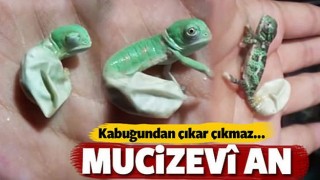 Bukalemunun d&uuml;nyaya merhaba dediği mucizev&icirc; an