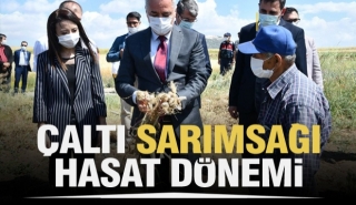 &Ccedil;ALTI SARIMSAĞINDA HASAT D&Ouml;NEMİ