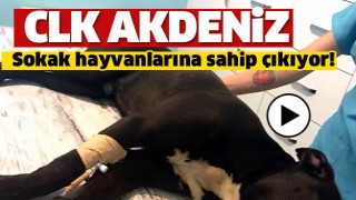 CK Akdeniz Elektrik, sokak hayvanlarına sahip &ccedil;ıkıyor