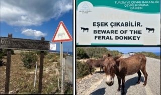 DİKKAT EŞEK &Ccedil;IKABİLİR! DİPKARPAZ&rsquo;IN SEVİMLİ MAFYALARI