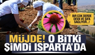 Isparta&rsquo;da Yetiştirilen Tıbbi Aromatik Bitkilere Bir Yenisi Daha Eklendi