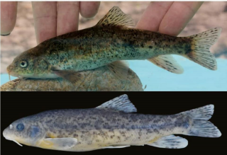Isparta Haber: ISUBÜ-ESUF Akademisyenleri Yeni Bir Balık Türü Tanımladı