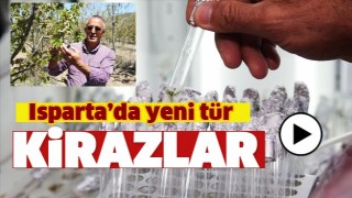 ISPARTA VERİMİ Y&Uuml;KSEK YENİ T&Uuml;R KİRAZLAR 