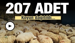 Isparta'da 207 adet koyun dağıtıldı
